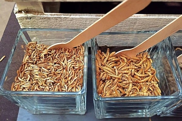 Insekten Essen ist Trend - Mehlwürmer und Heimchen