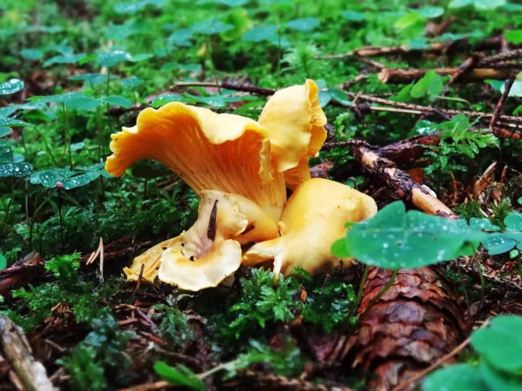 Pfifferling aus dem Wald zum Einmachen