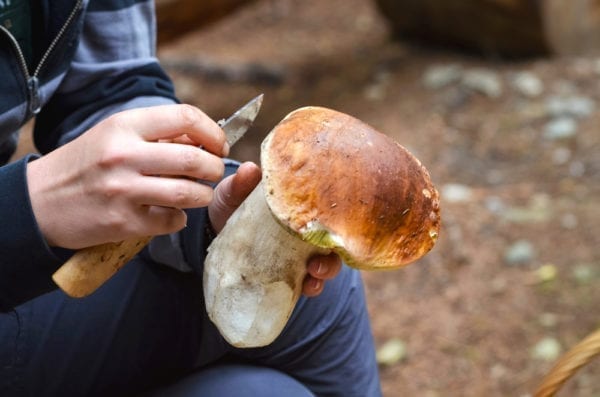 Pilze putzen für Essigpilze