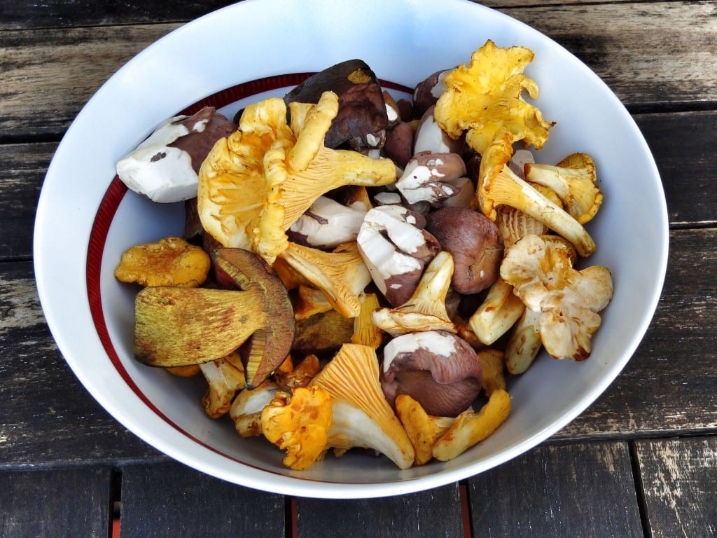 Waldpilze geputzt und fertig zum Einkochen