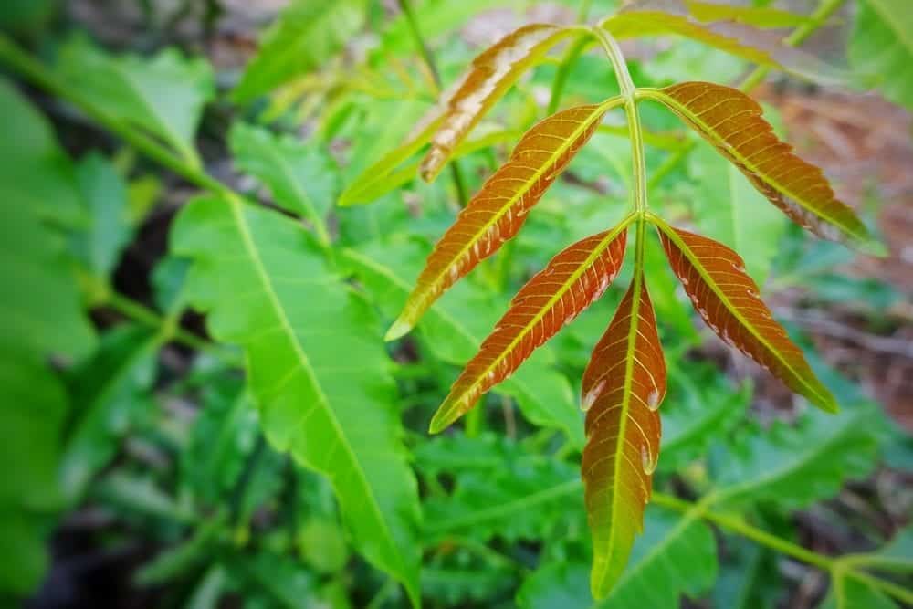 Am Anfang der Destillation steht reiner Neutralalkohol