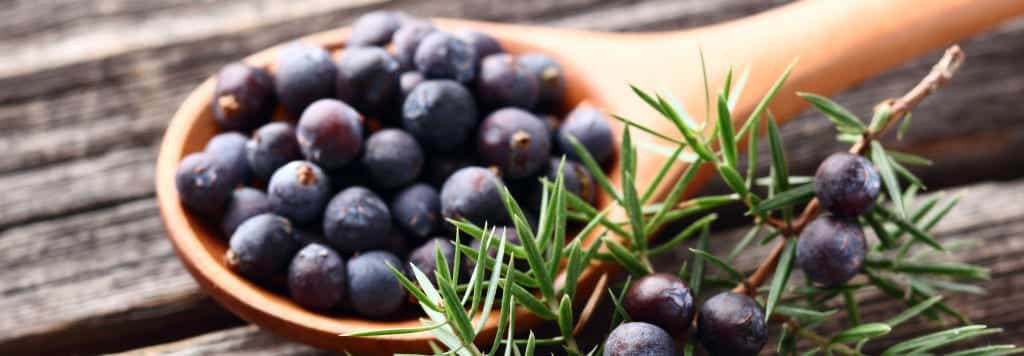 Wacholderbeeren - Grundzutat des Gin