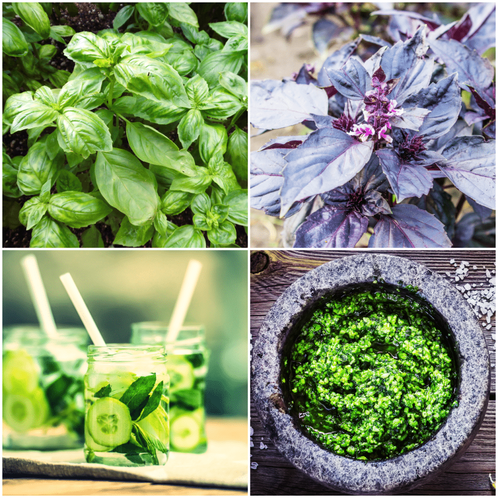 Ligurisches Basilikum - rotes Basilikum - Gin Basil Smash - Pesto Genovese - Kräuterkunde Miomente Entdeckermagazin