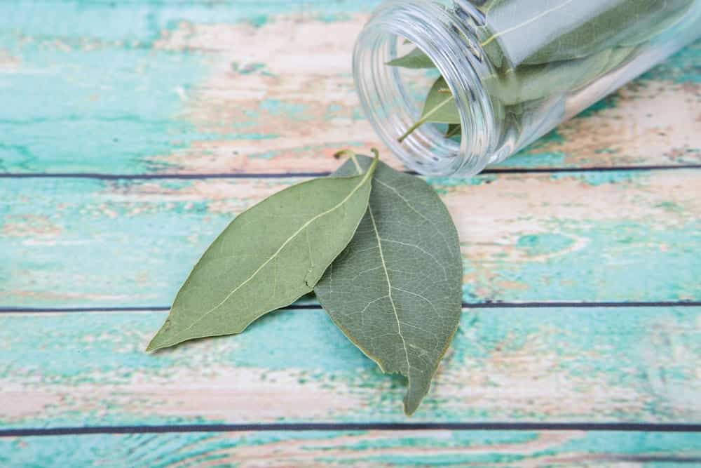 Getrocknete Lorbeerblätter - Kräuterkunde Miomente Entdeckermagazin