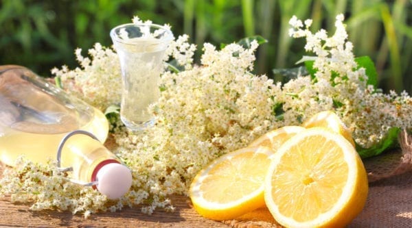 Holunder Miomente Entdeckermagazin - Holunderblütenlikör