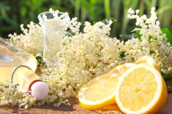 Holunder Miomente Entdeckermagazin - Holunderblütenlikör