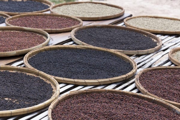 Verschiedene Kampot-Pfeffersorten aus Kambodscha beim Trocknen