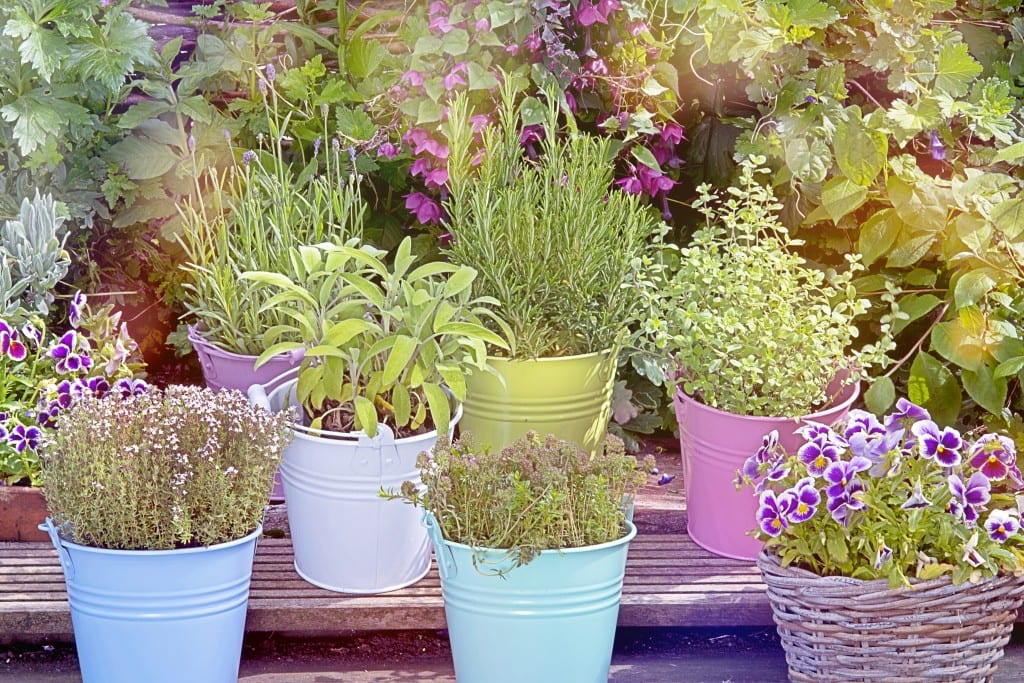 Kräutergarten selber anlegen - Kräuterlexikon Miomente Entdeckermagazin