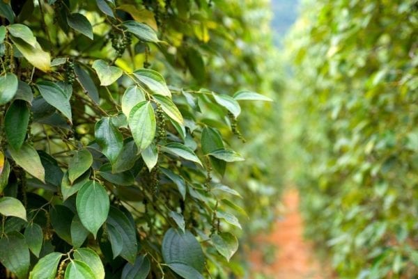 Pfefferpflanzen - Pfefferplantage - Pfeffersorten Miomente Entdeckermagazin