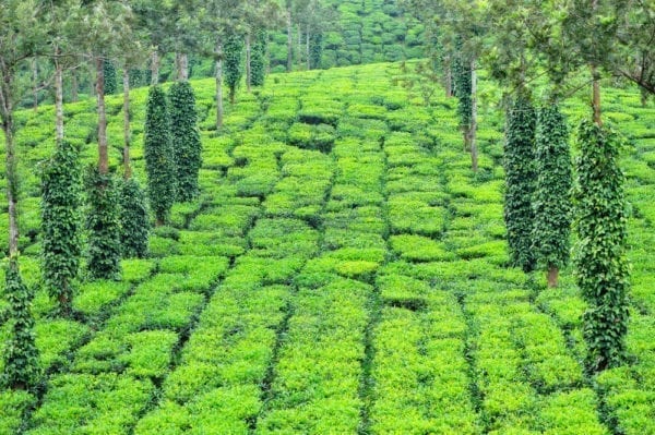 Pfefferplantage - Pfeffersorten Miomente Entdeckermagazin