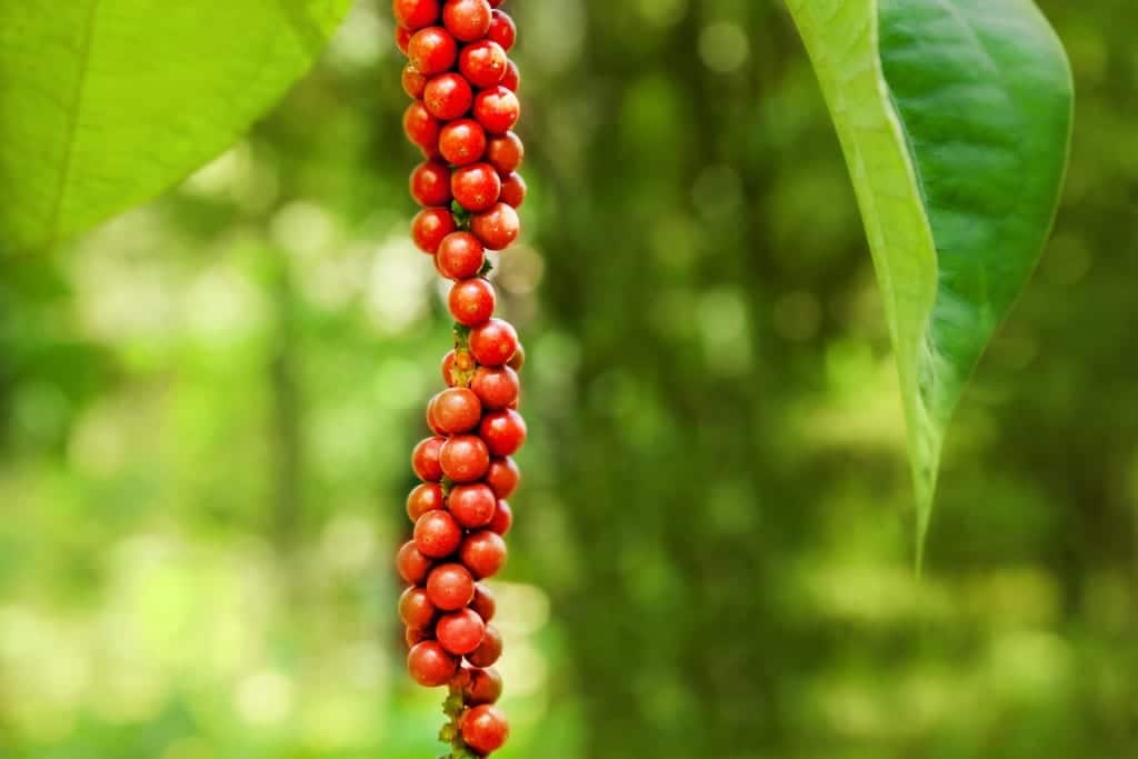 Vollreifer echter roter Pfeffer