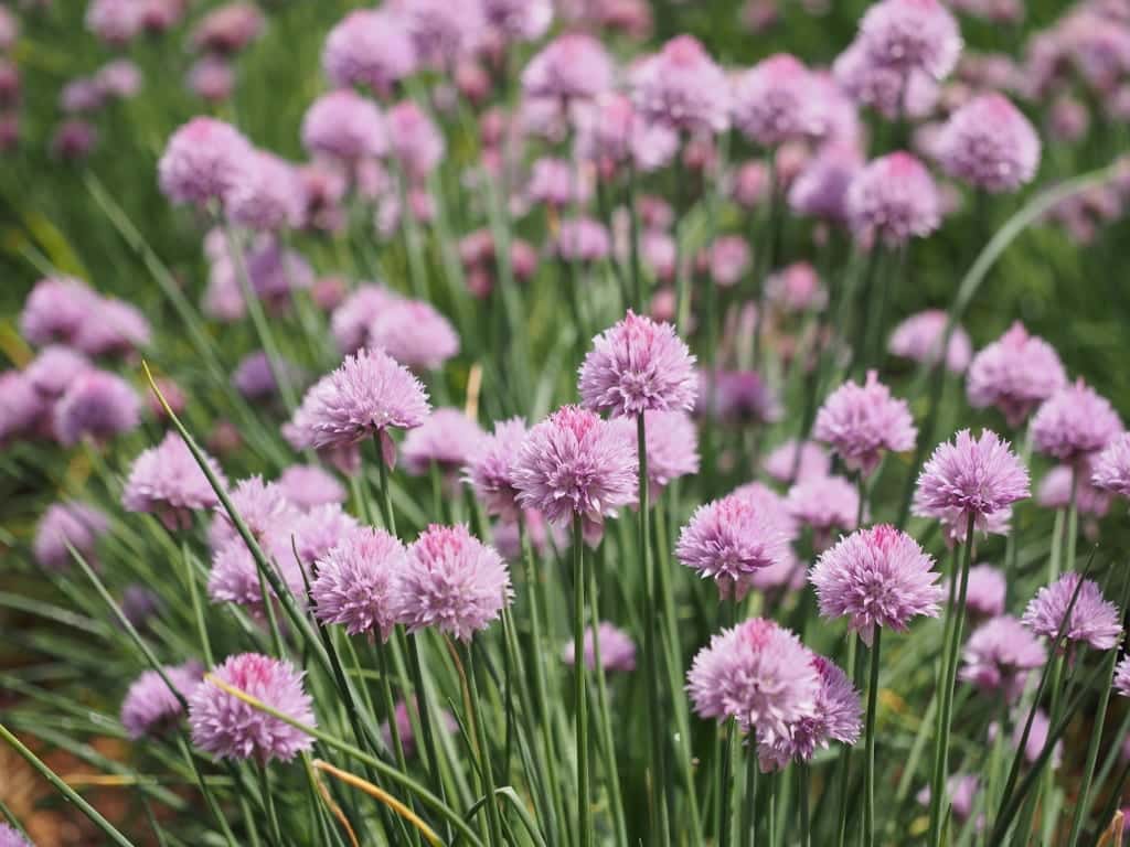 Schnittlauch - Kräuterkunde Miomente Entdeckermagazin