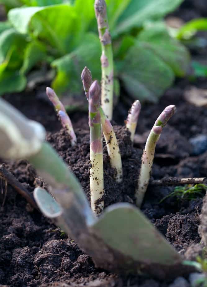 Spargel stechen