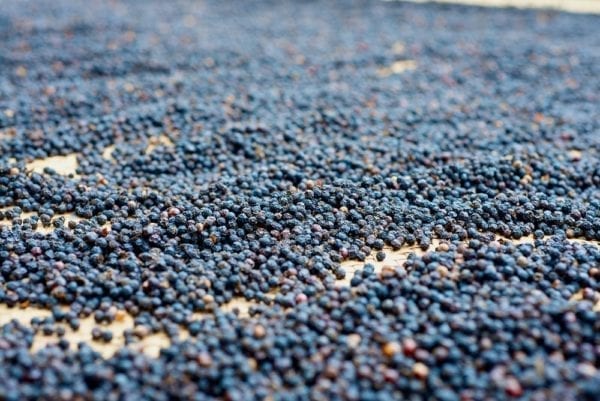 Schwarzer Pfeffer nach der Trockung - Pfeffersorten Miomente Entdeckermagazin