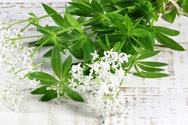 Waldmeister mit Blüte