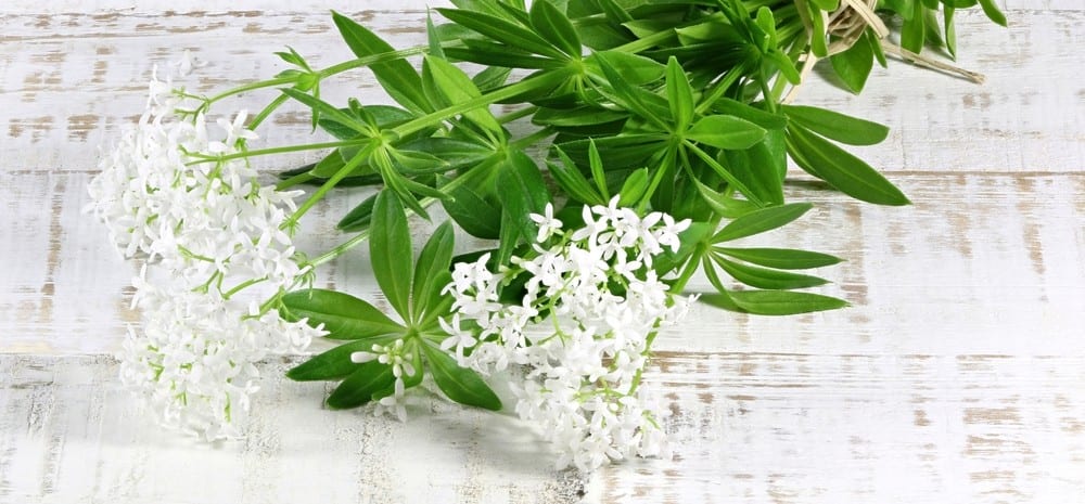 Waldmeister mit Blüte