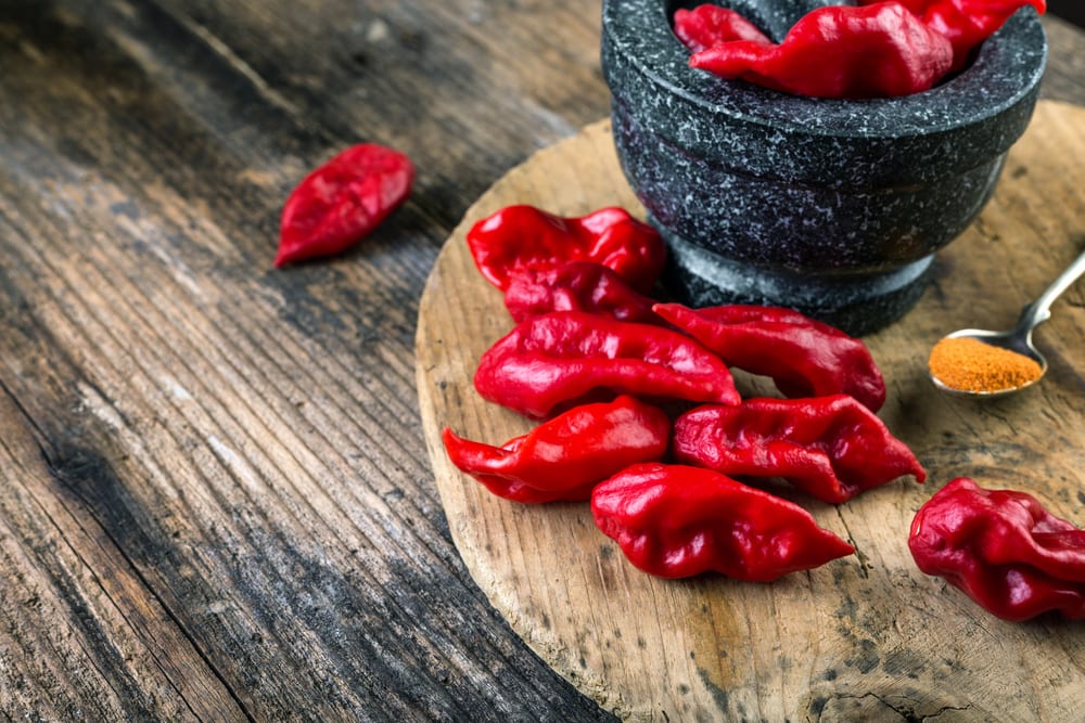 Bhut Jolokia - ein der schärfsten Chilis der Welt