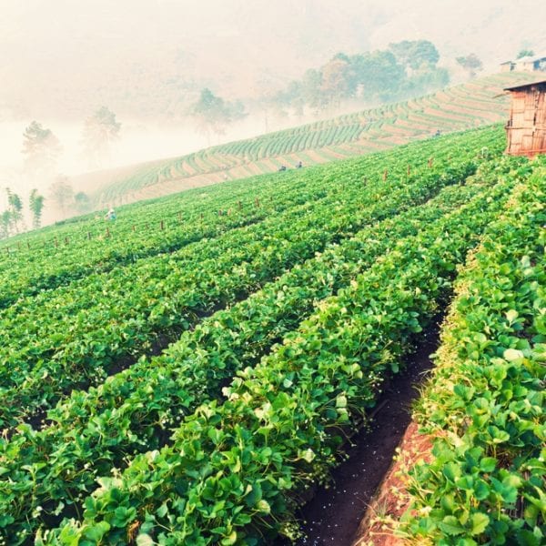 Weite Erdbeerfelder | Miomente Entdeckermagazin