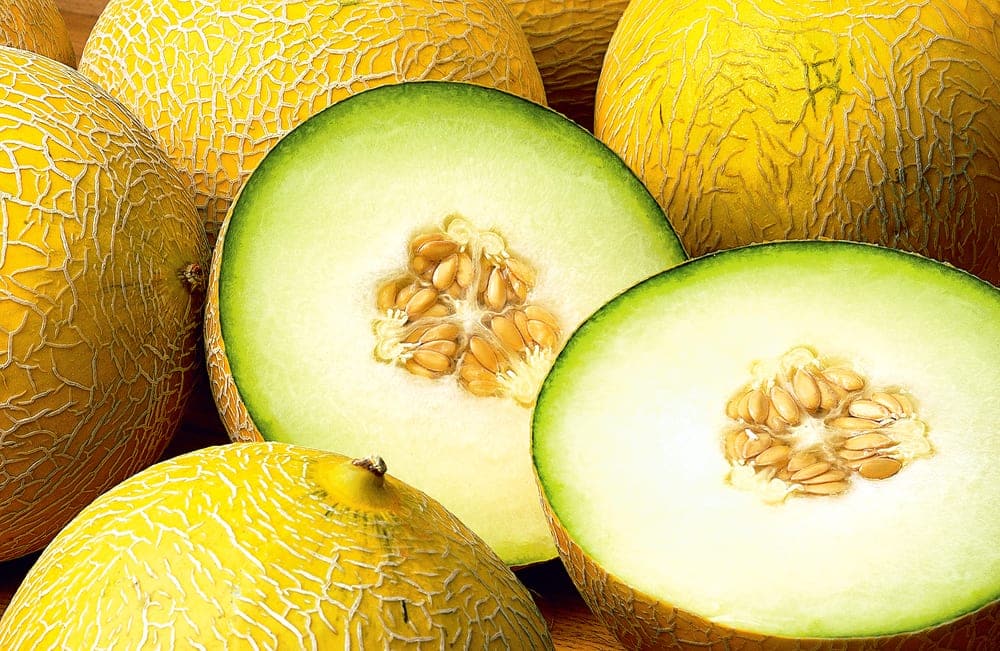 Galiamelone - kleine Melonenkunde
