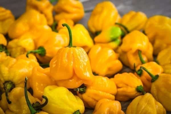 Gelbe Chili - Chilisorten auf der Skoville-Skala Miomente Entdeckermagazin