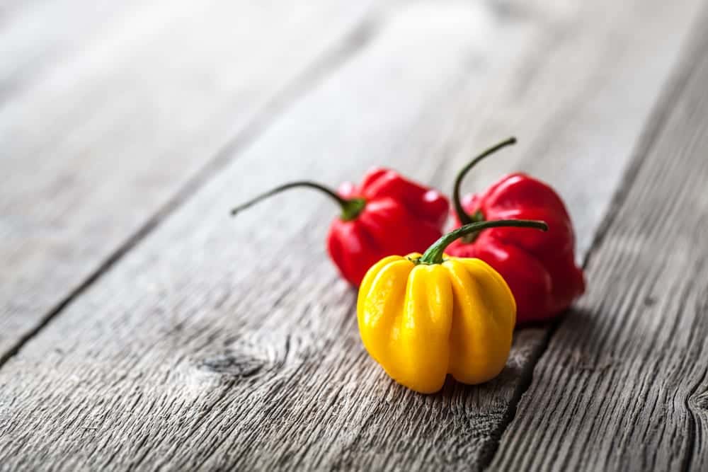 Die Habanero - Chilisorten auf der Skoville-Skala