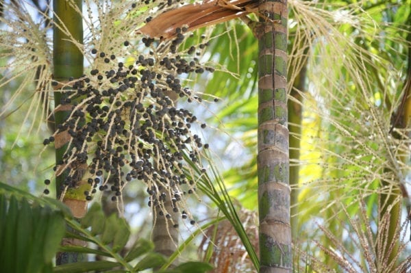 Die Kohlpalme wächst im Amazonas und trägt die Acai-Frucht
