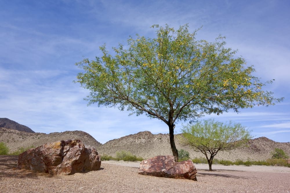 Mesquite-Baum in Mexiko