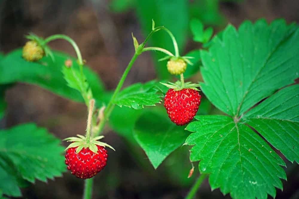 Kleine Walderdbeeren