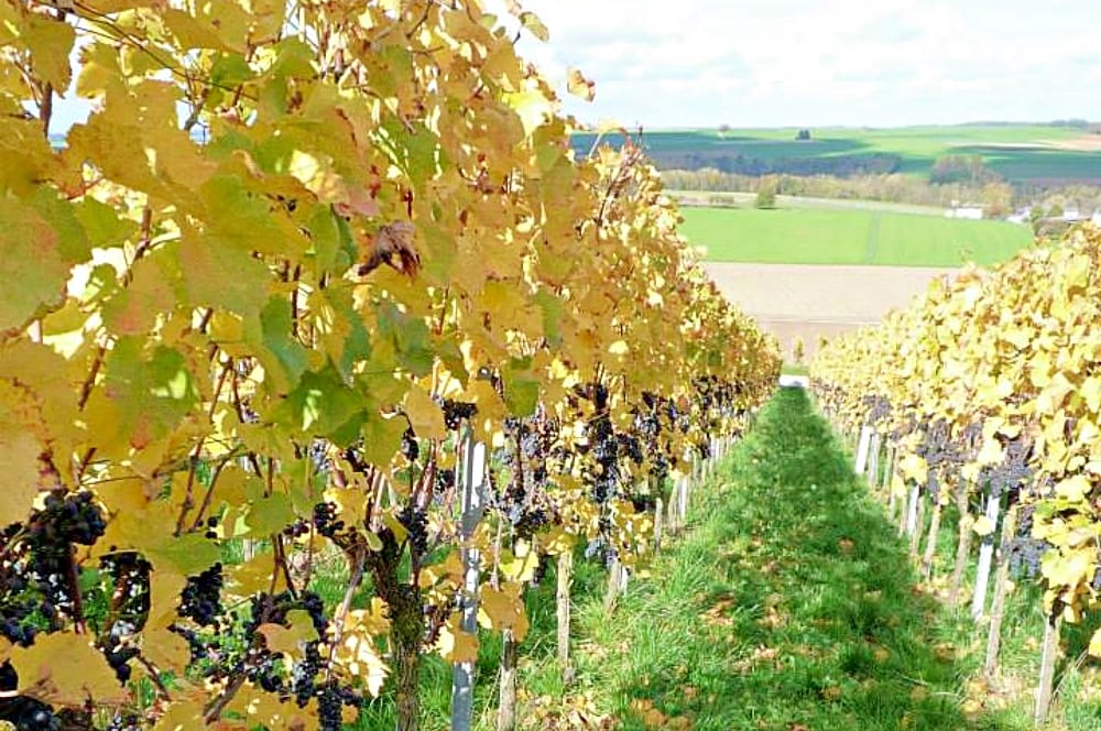 Der Weinhandel in Augsburg