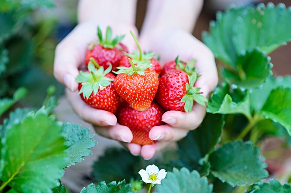 Frisch gepflückte Erdbeeren