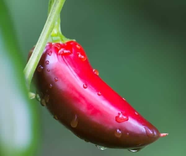 Rote Jalapeno auf der Skovilleskala