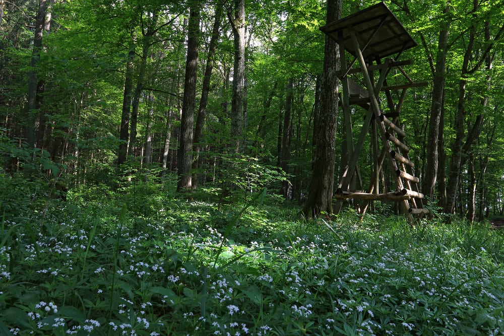 Waldmeister selber ernten
