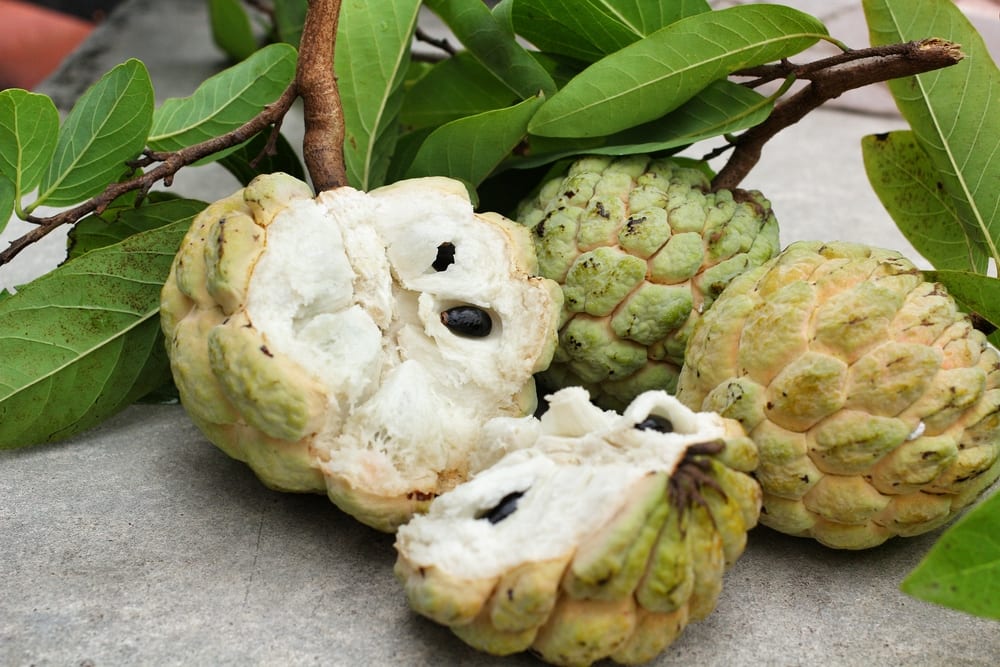 Cherimoya oder Zimtapfel - Miomente Entdeckermagazin Quiz