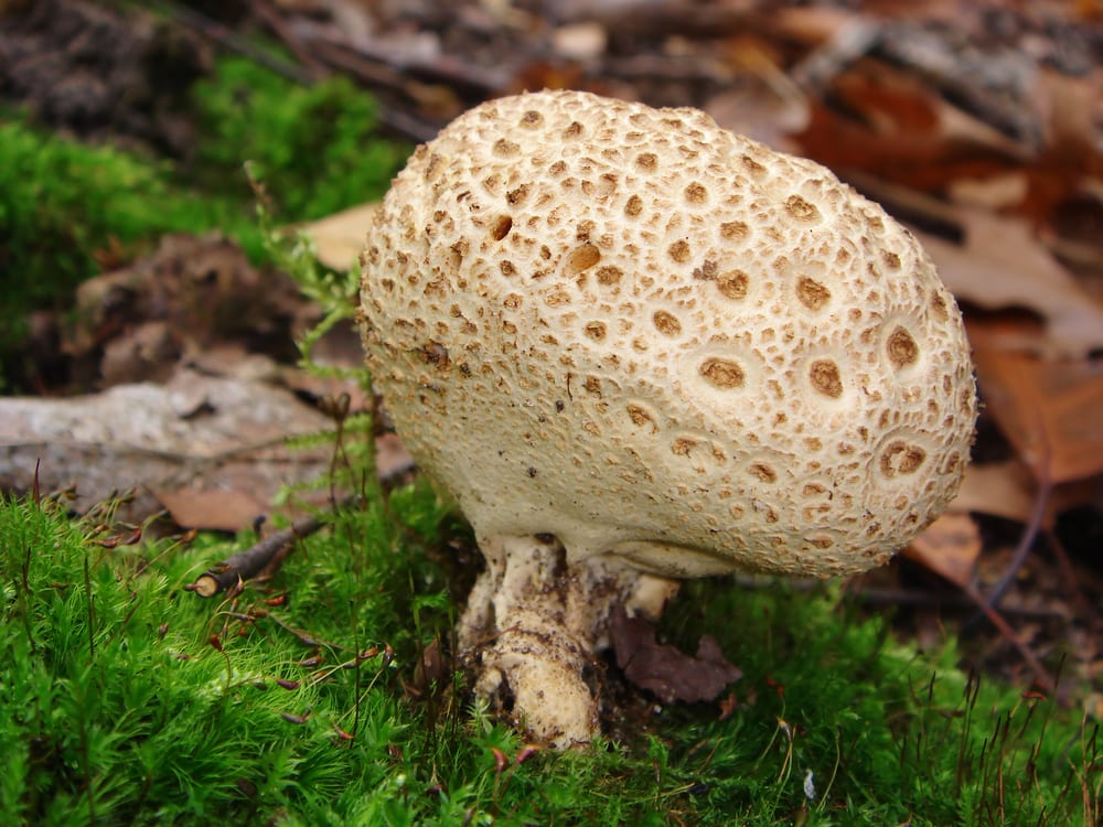 Der Kartoffelbovis sieht lustig aus, ist aber giftig