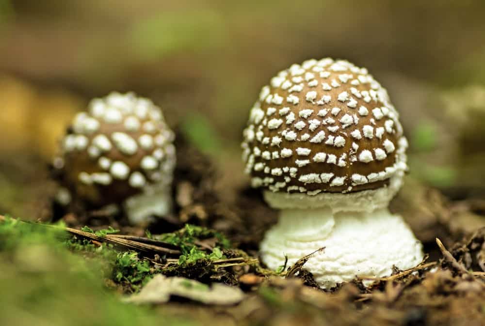 Der Pantherpilz ist stark giftig