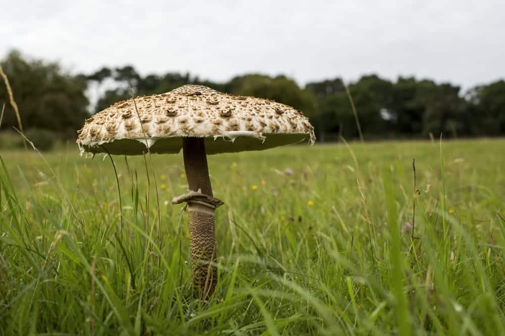 Der Parasol ist ein köstlicher Pilz