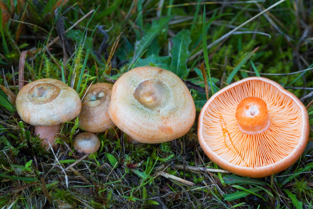 Der Reizker ist trotz seiner abschreckenden Optik ein Speisepilz