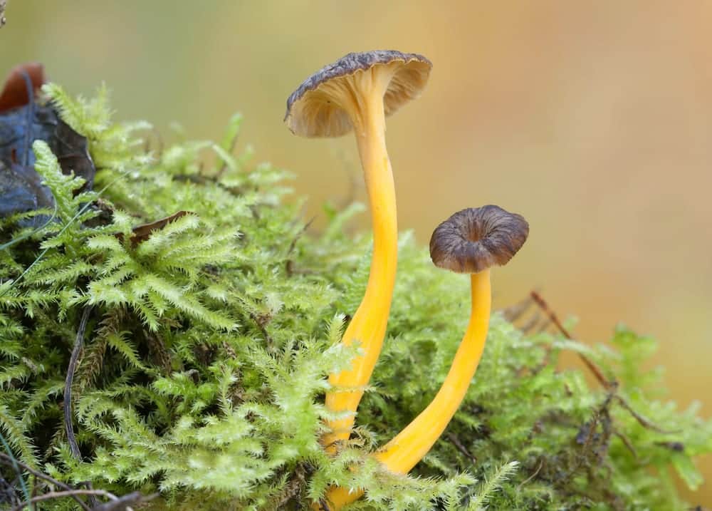 Der Trompetenpfifferling ist ein beliebter essbarer Würzpilz