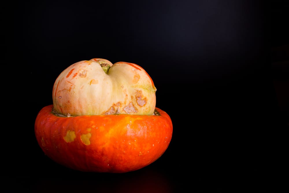 Wegen seiner skurillen Optik wird dieser Kürbis Bischofsmütze oder Türkenturban genannt.