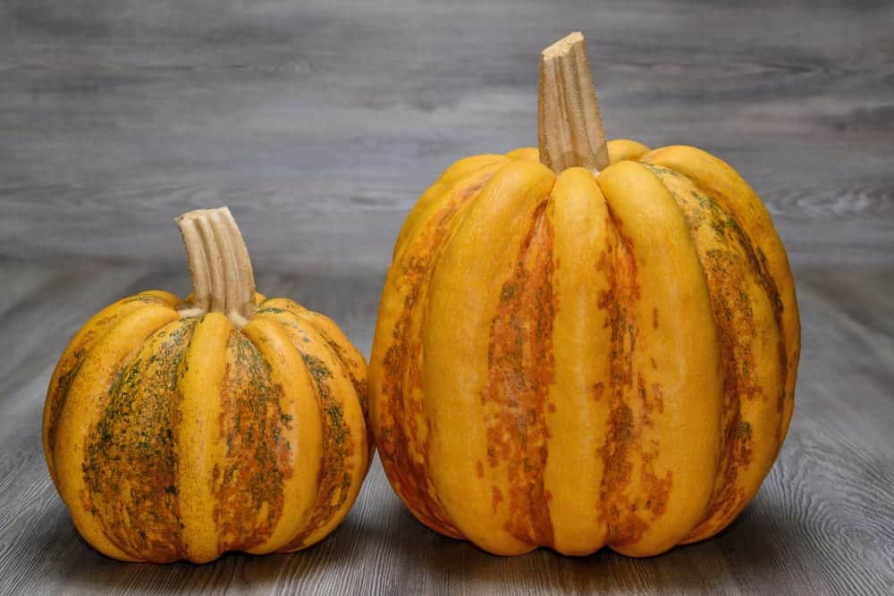 Zwei Exemplare des Sweet-Dumpling Kürbis.