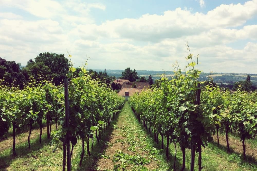 Weinseminare bei Lutz Gerhardt im Haus Steinbach in Dresden –Sinnliche Weinseminare am Weinberg | Miomente Entdeckermagazin