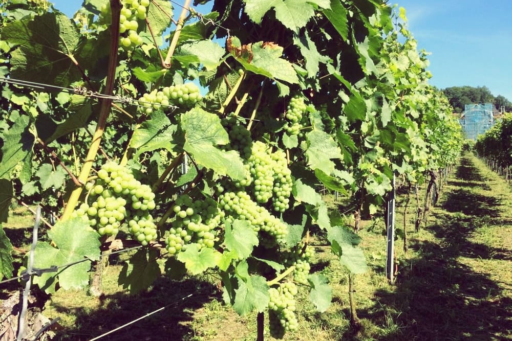 Weinseminare bei Lutz Gerhardt im Haus Steinbach in Dresden –Sinnliche Weinseminare am Weinberg | Miomente Entdeckermagazin