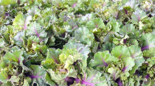 Flower Sprouts - Miomente Entdeckermagazin