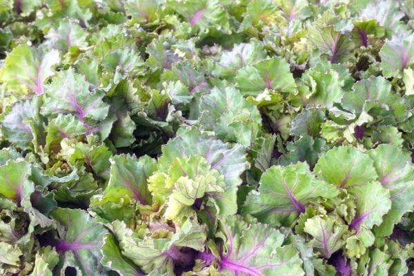 Flower Sprouts - Miomente Entdeckermagazin