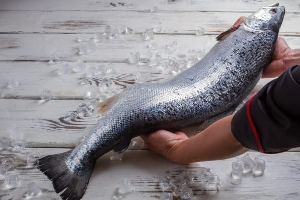 Frischen Fisch erkennt man besser, wenn er noch seinen Kopf hat