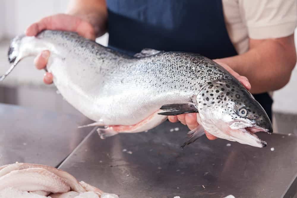 Fisch mit intakter Schleimschicht und glänzender Haut