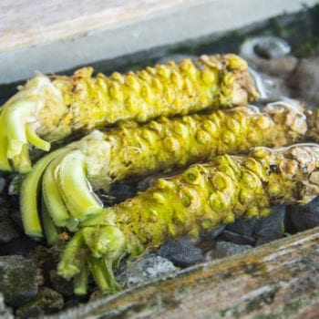 Echte Wasabi-Stämme