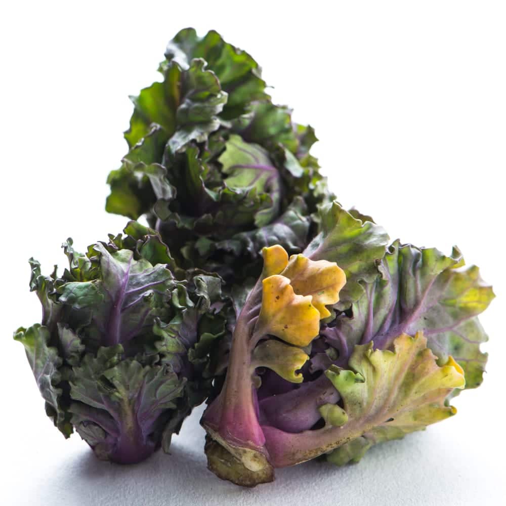 Kalettes - eine britische Züchtung