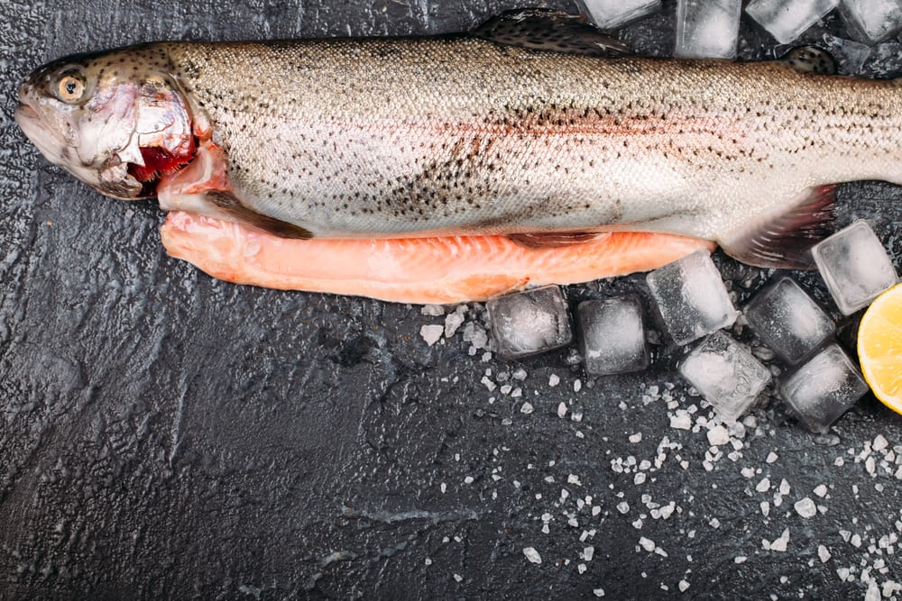 Frischer Fisch: Das Blut im Inneren der Bauchhöhle ist rot