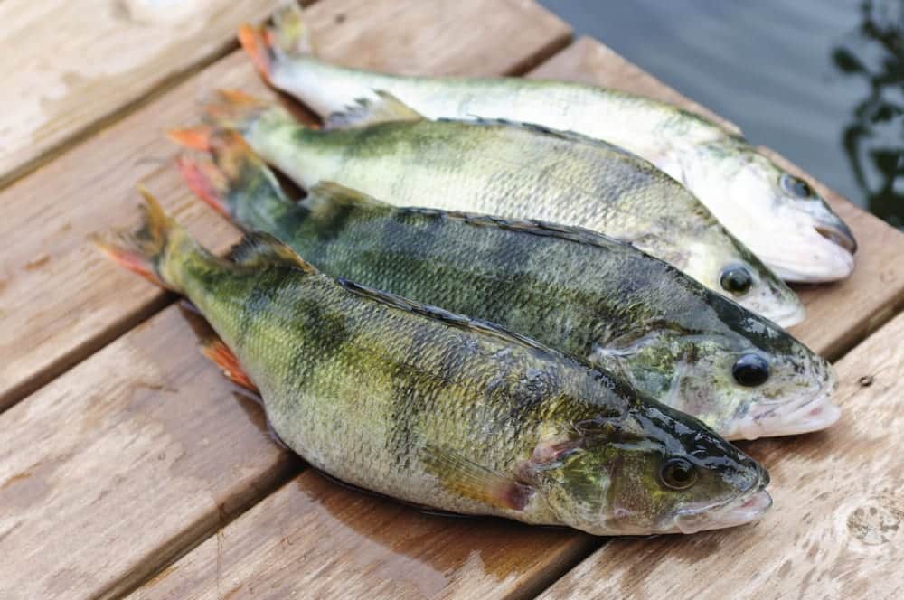 Totenstarre bei Fisch ist ein Zeichen von großer Frische